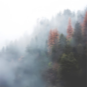 Album woodland from 