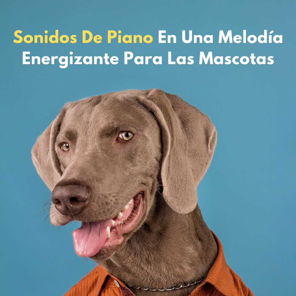 Notas Melodiosas Para Mascotas Juguetonas