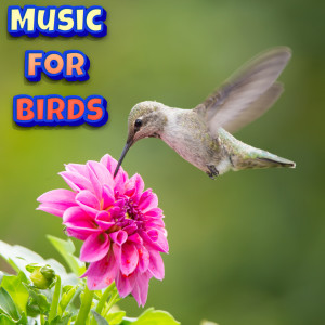 Soothing Classical Music To Calm Birds