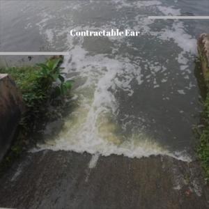 Album Contractable Ear oleh Various