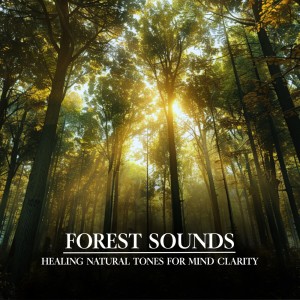 Dengarkan Serene Work Beats (Rain) lagu dari Nature Sounds For Focus dengan lirik