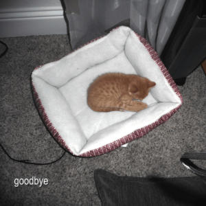 fxris的專輯goodbye