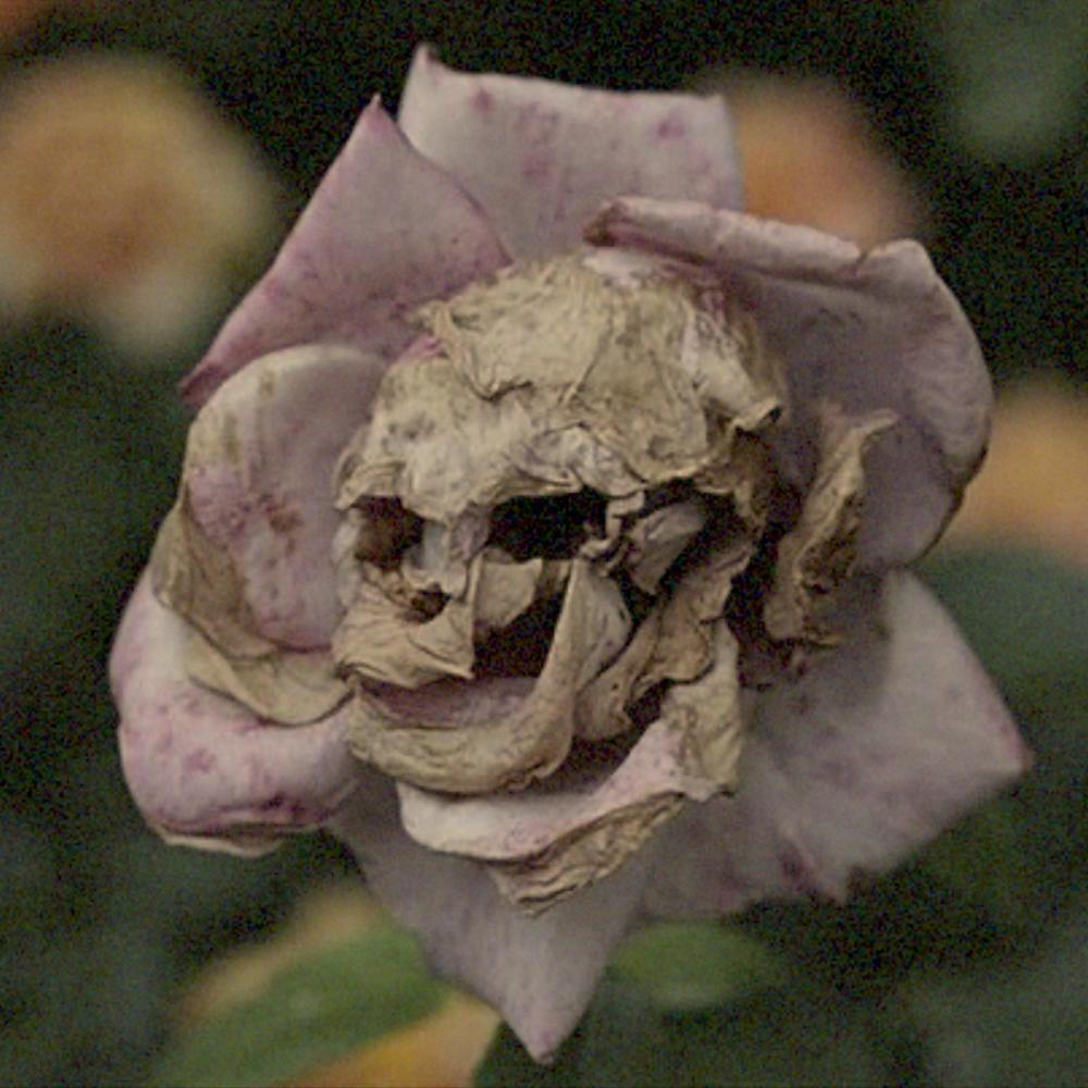 Dead Flowers