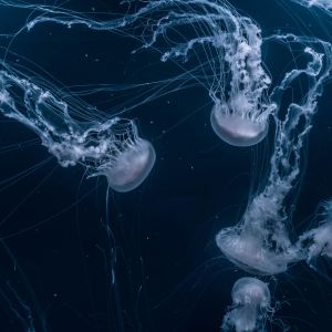 收听Robot Koch的Beneath Waves歌词歌曲