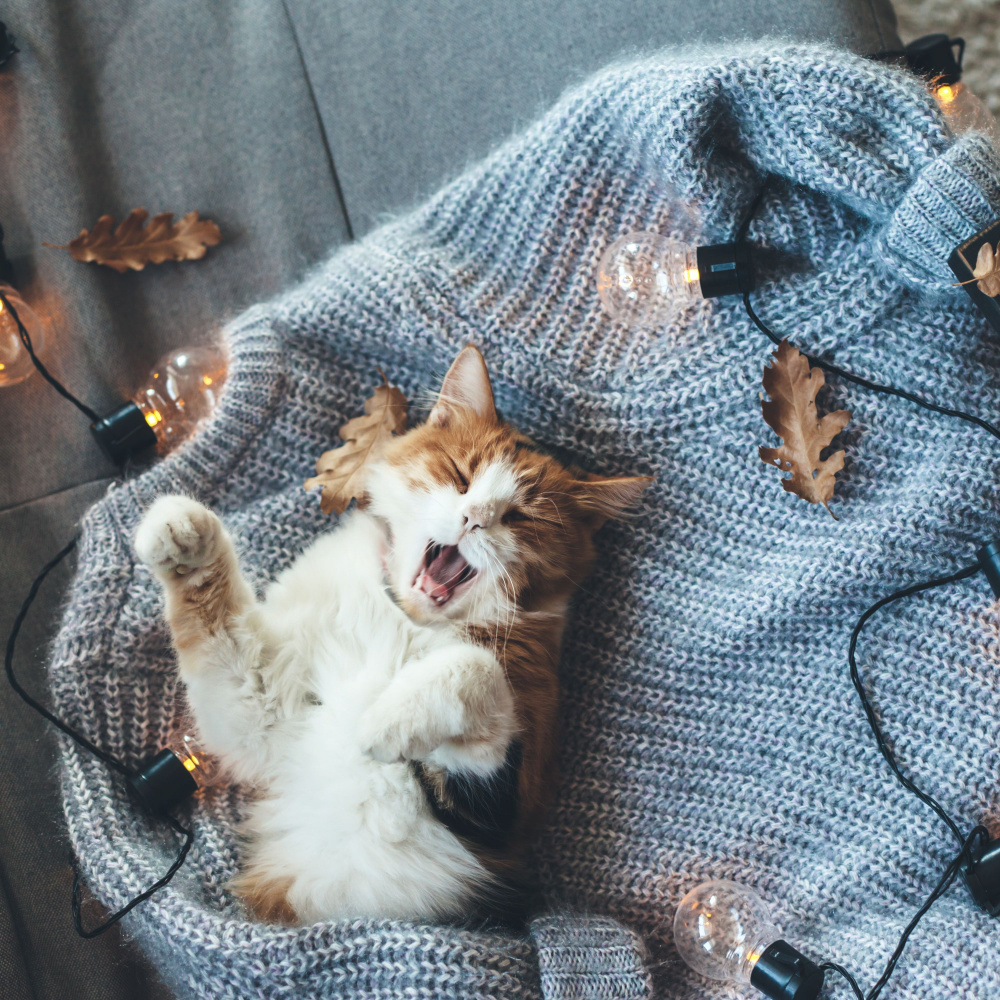 Coffee Shop Whispers for Cat Dreams