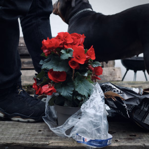 Listen to Rose (Explicit) song with lyrics from Maani