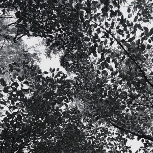 b d o的專輯TREE