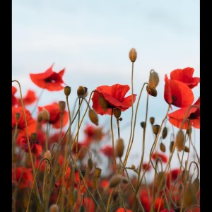 Listen to Let Go song with lyrics from Relaxing Music Therapy
