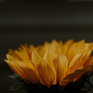 Listen to So Mysterious song with lyrics from Zen Music Garden