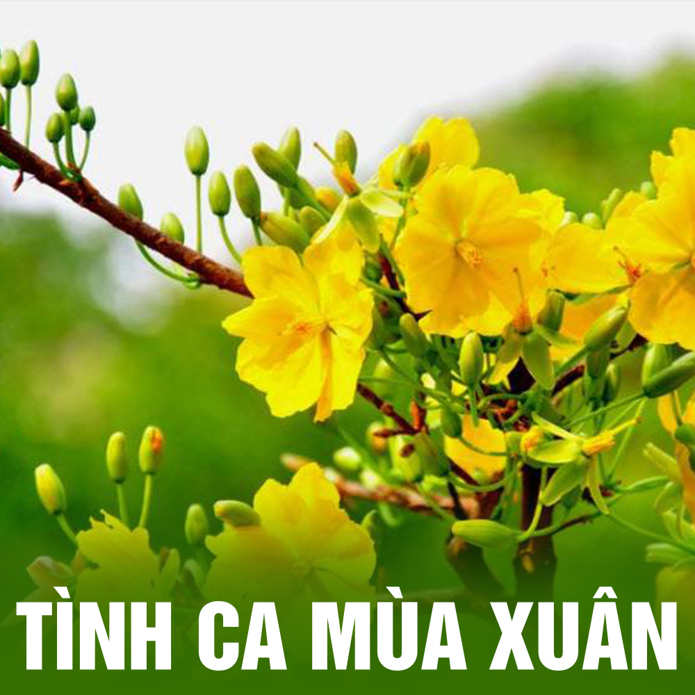 Tình ca mùa xuân