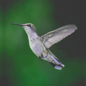 收听mockfly的beija flor歌词歌曲