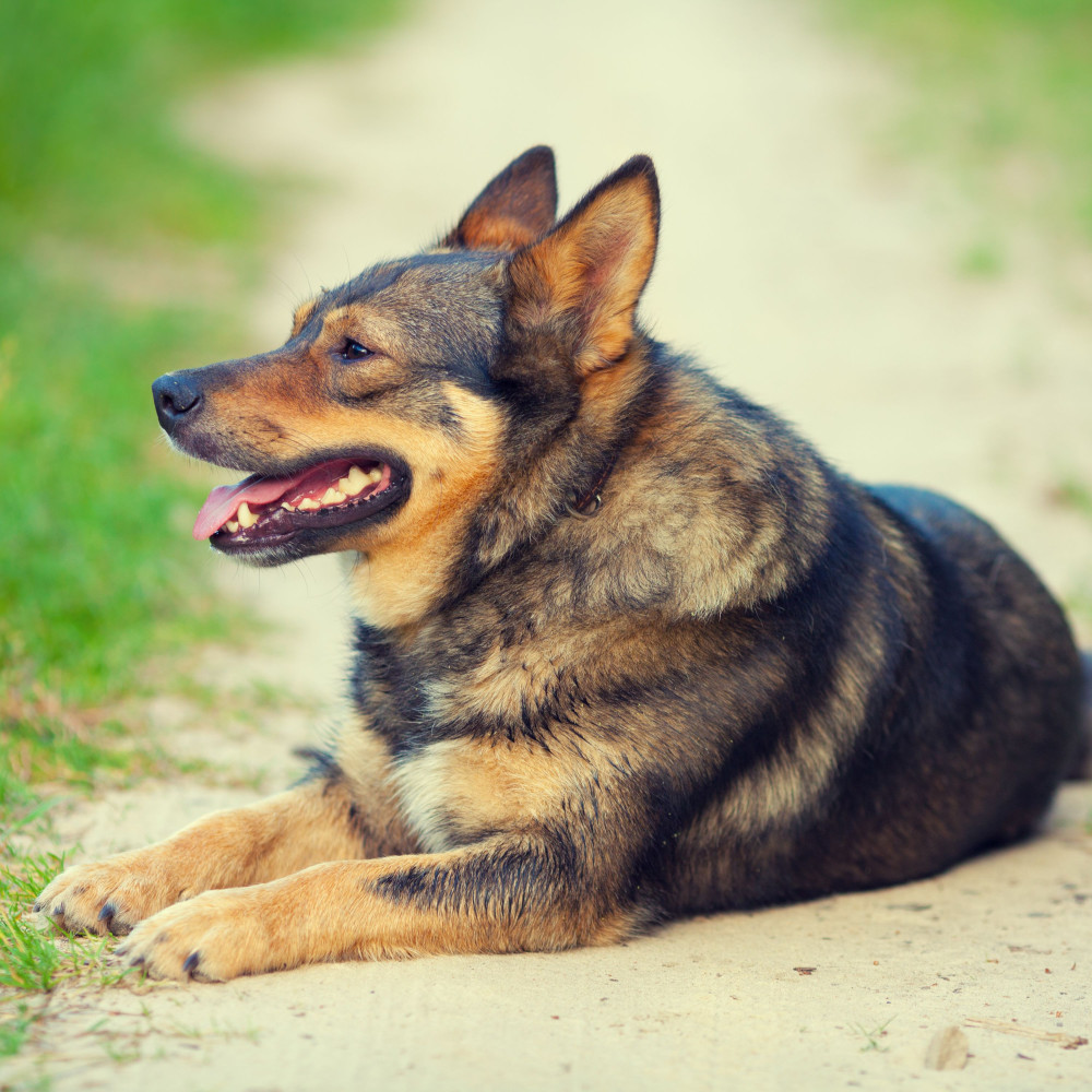 Piano Relaxation Dog Unwinds