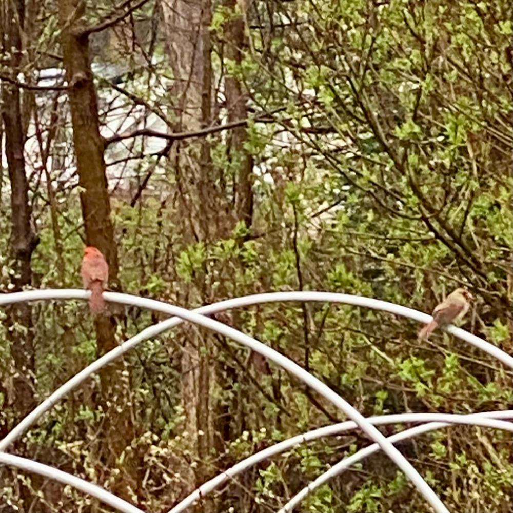 Sounds From Nature: Birds in Spring