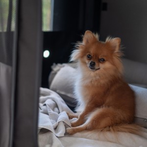 Puppy Sleep Dreams的專輯Soft Sounds for Dogs' Tranquil Mornings