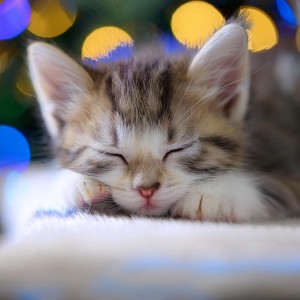 ดาวน์โหลดและฟังเพลง Vibraciones De Gato Ronroneando พร้อมเนื้อเพลงจาก Sentimiento De Corazon