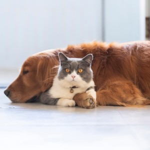 Charming Music for Pets的專輯Soft Pet Melodies: Calming Sounds