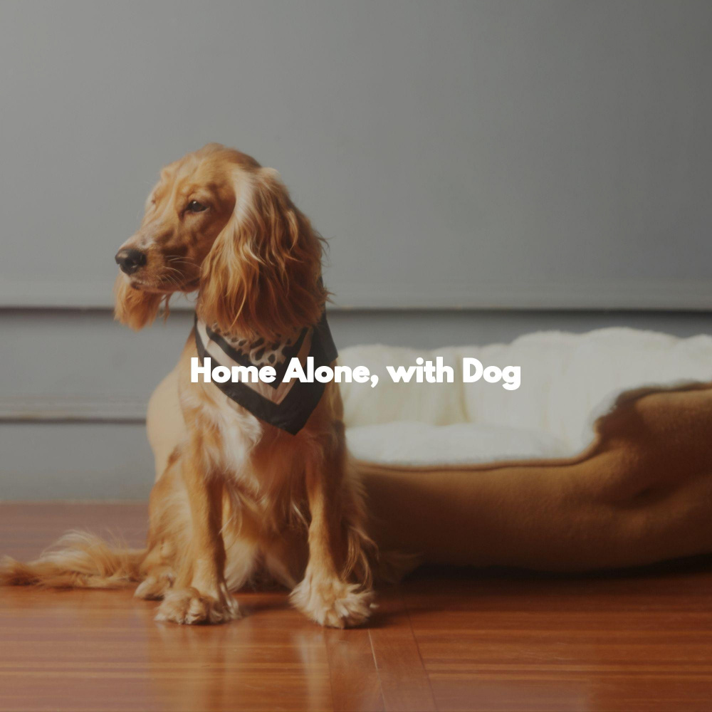 Fun Ambiance for Loyal Dogs