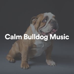 Calm Bulldog Music