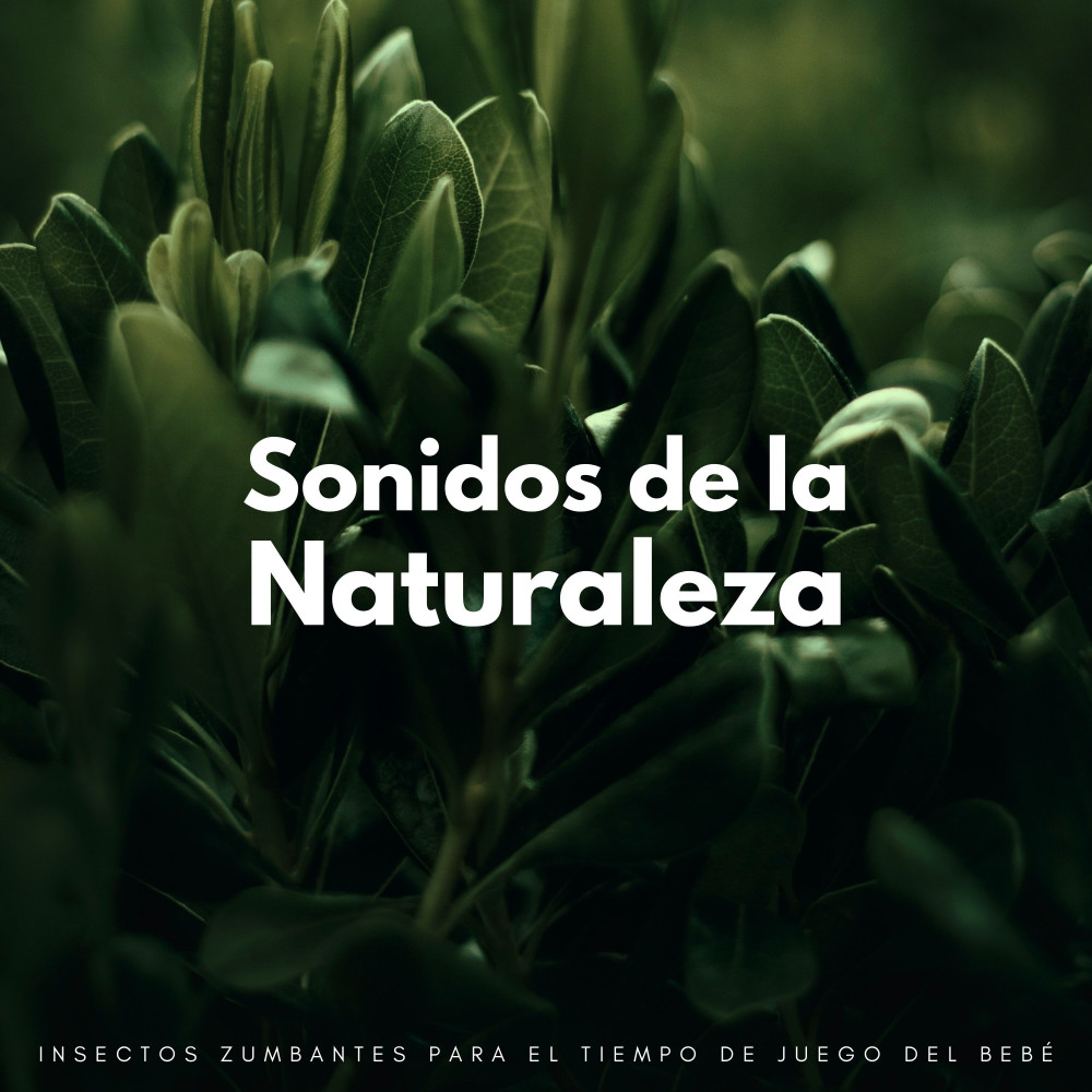 Serenata De Mosquitos Melódicos