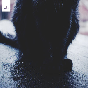 收聽Urban Waifs的Stray Black歌詞歌曲