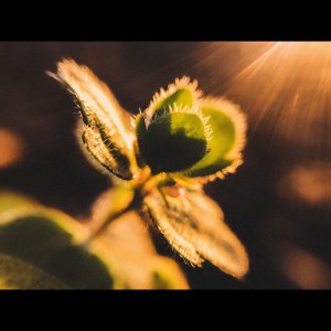 ดาวน์โหลดและฟังเพลง Monsoon Weather พร้อมเนื้อเพลงจาก Yoga Music