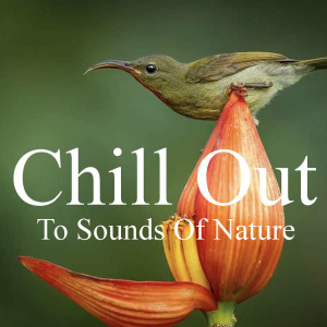 Chill Out To Sounds Of Nature