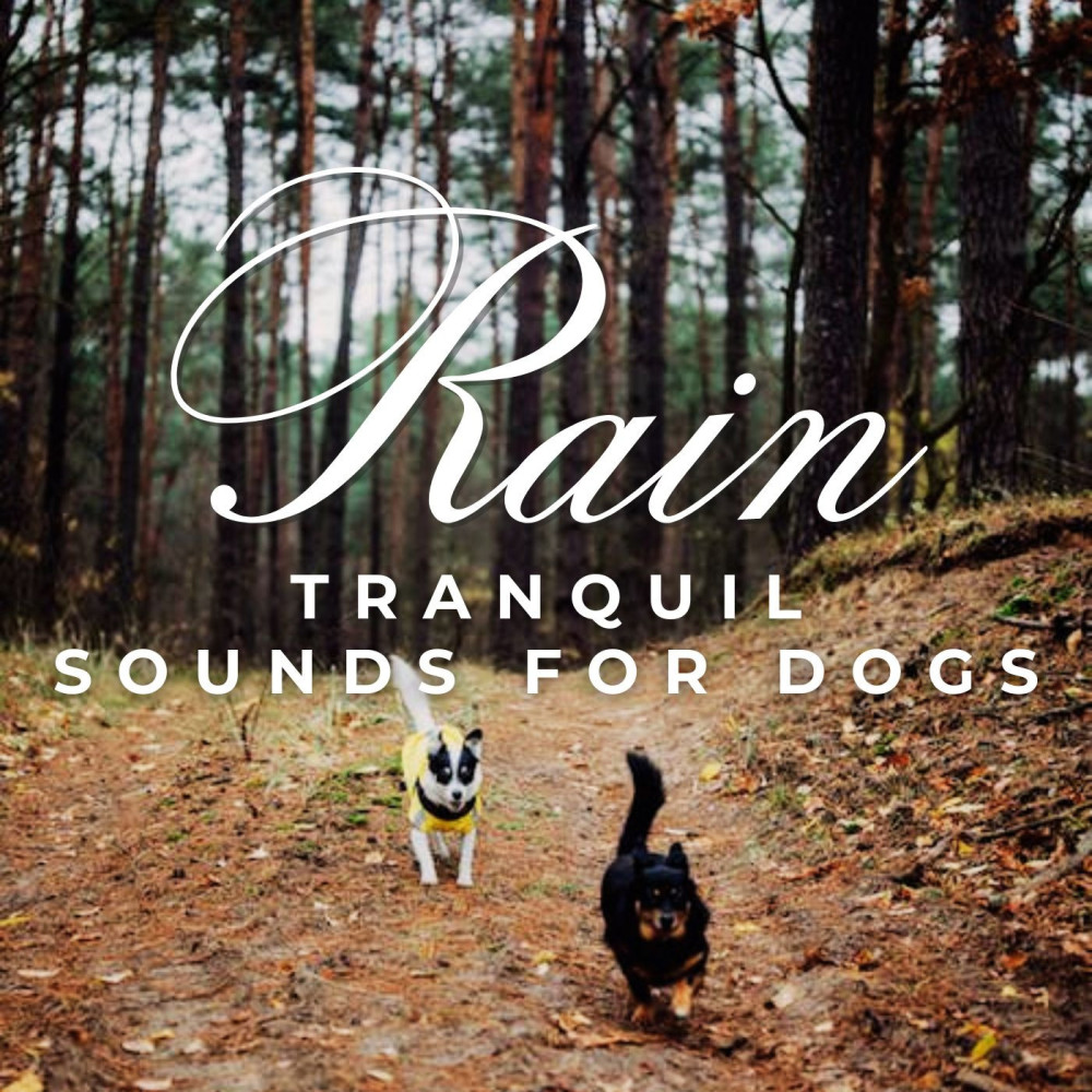 Dog's Rain Bliss