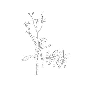 Album 1. El árbol from Carlo Seminara
