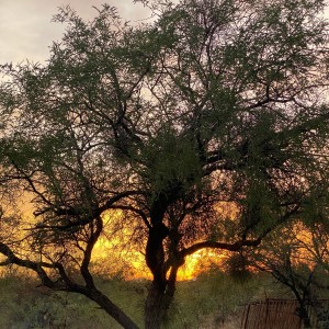 Therapeutic的專輯Sundown Sessions (Explicit)