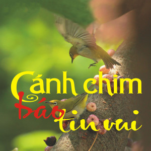 收聽Tran Hieu的Anh quân bưu vui tính歌詞歌曲