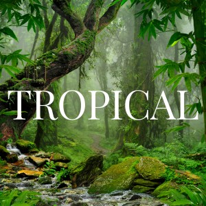ดาวน์โหลดและฟังเพลง TROPICAL พร้อมเนื้อเพลงจาก Bosque Tropical