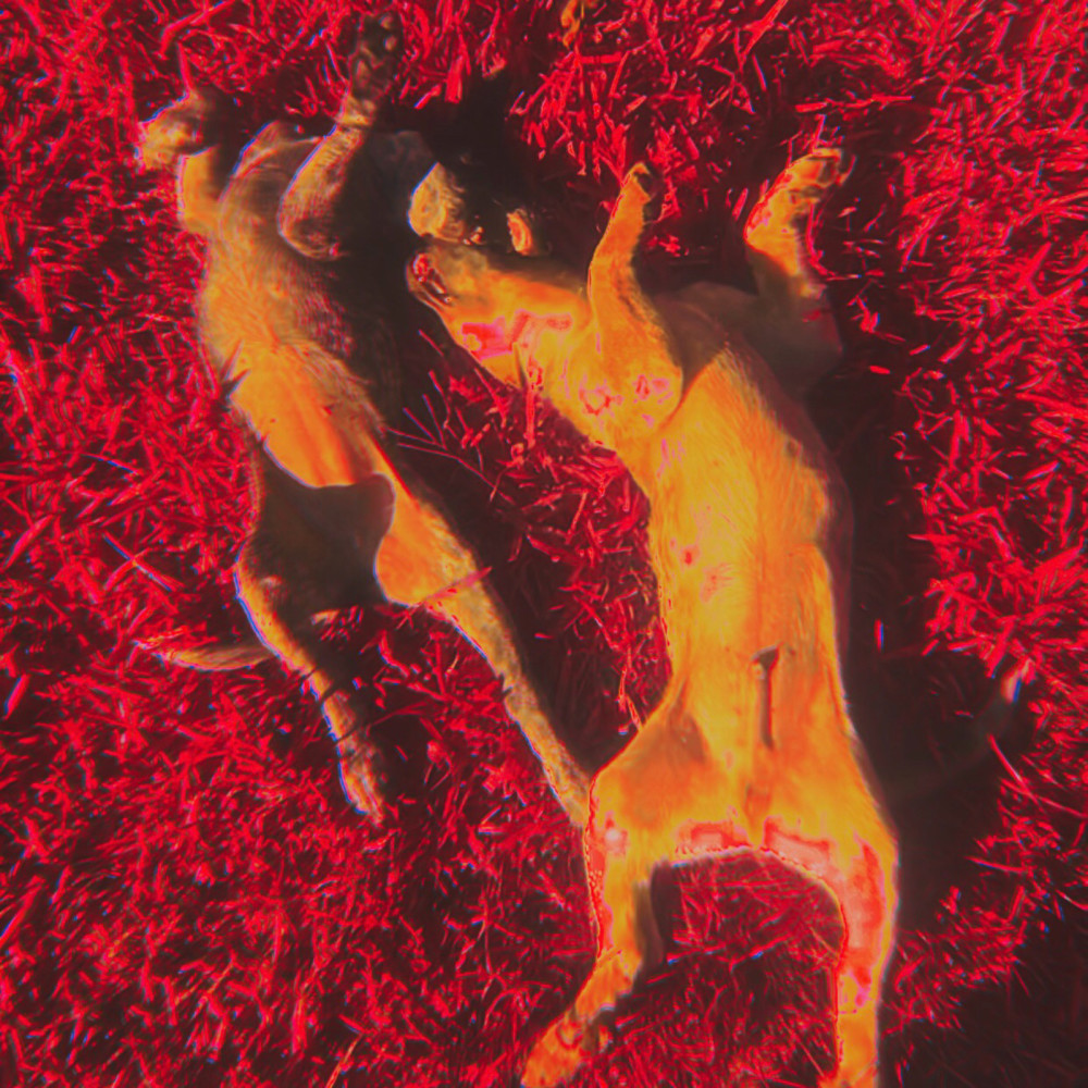 Wild Dogs