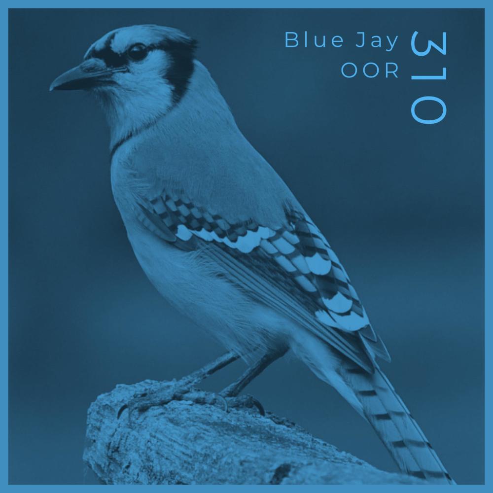 Blue Jay