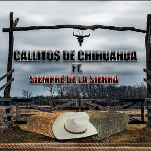 收聽Los Gallitos de Chihuahua的Jazmin歌詞歌曲