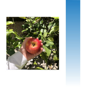 收聽Toni Poni X的Dream Pop歌詞歌曲