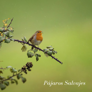 Album Pájaros Salvajes oleh Pájaros En El Bosque