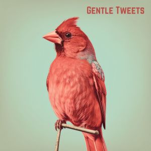 Album Gentle Tweets from ASMR For Sleep