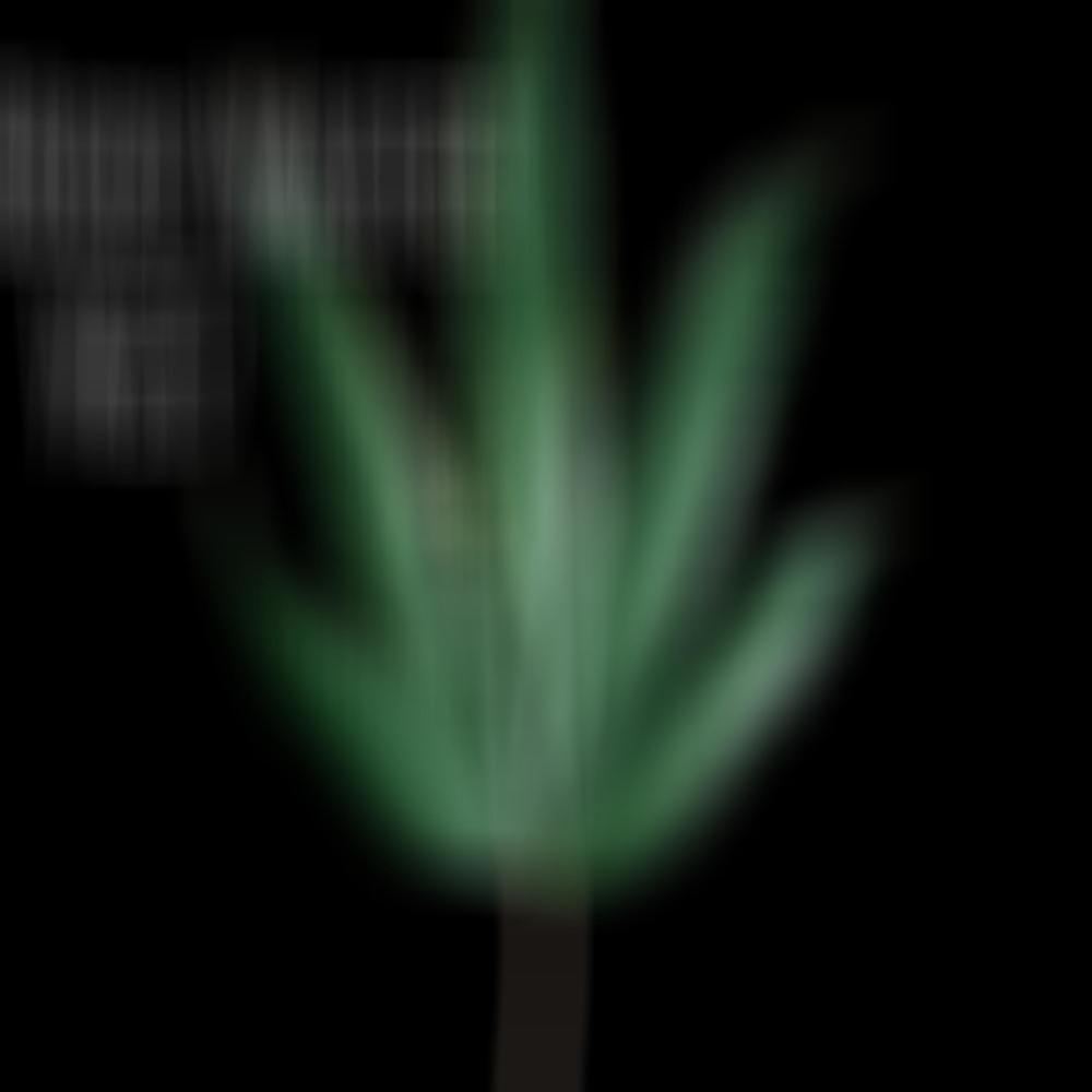 **** (Explicit)