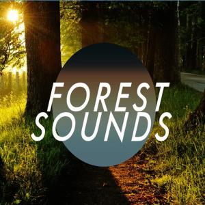 收聽Forest Sounds的Trickle Through the Forest歌詞歌曲