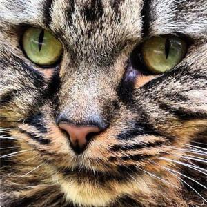 收聽Music For Cats的Music for Cats歌詞歌曲