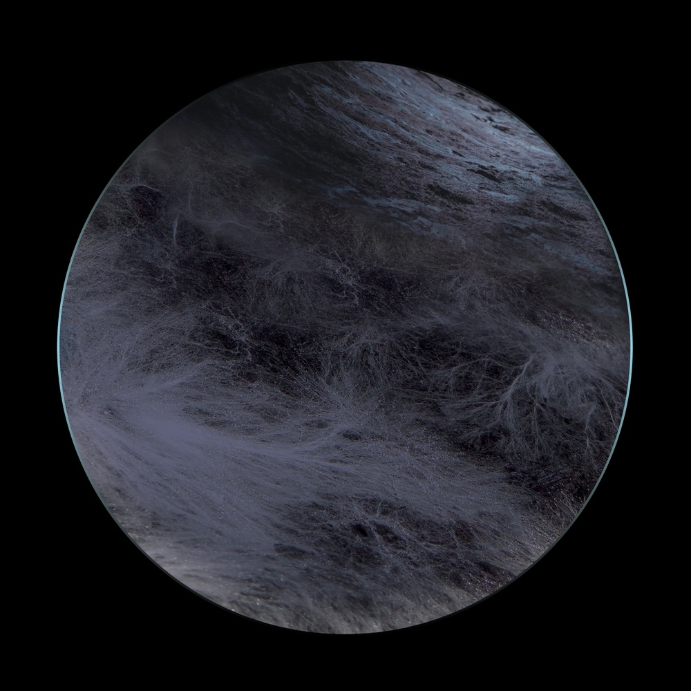 Hyphae