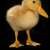 default album img