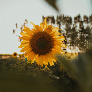 Listen to Open Your Eyes song with lyrics from Nature Sounds