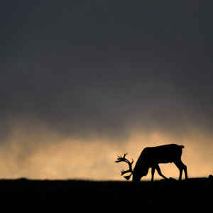 Pat Gravel & les Bobettes的專輯Atikᵘ (le caribou)