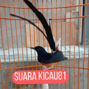 Dengarkan lagu Murai Batu Suara Melengking nyanyian suara kicau81 dengan lirik