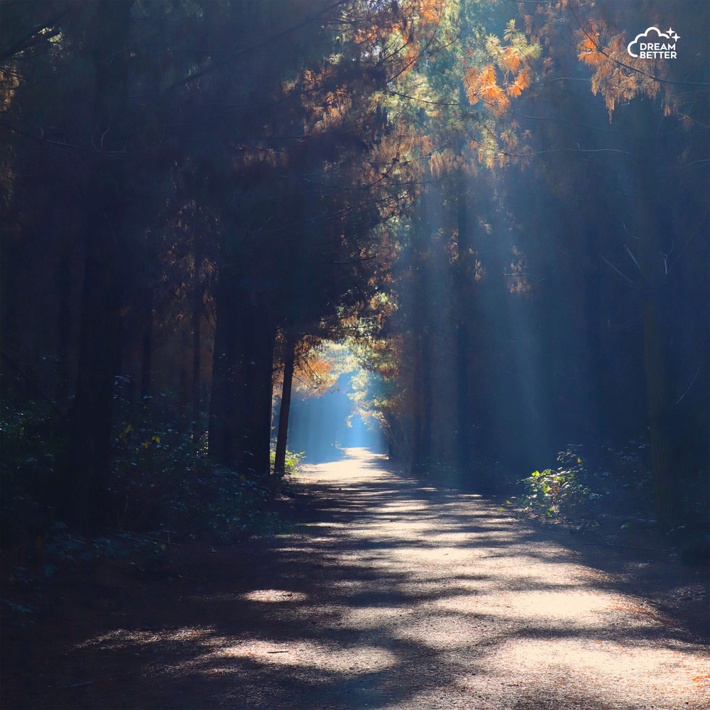 Rays of Sunlight