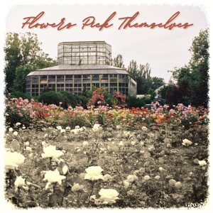 Album Flowers Pick Themselves from Alazko