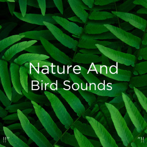 收听Nature Sounds的Water & Nature Music歌词歌曲