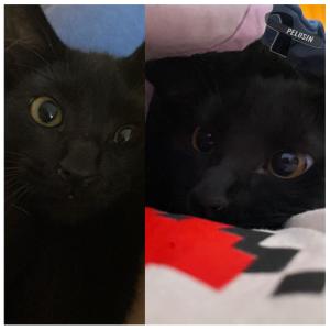 收聽Neilandz的Pelusín歌詞歌曲