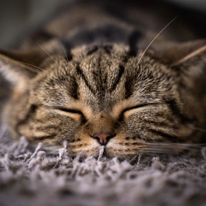 อัลบัม Calming Music for Cats: Gentle Tunes for Comfort ศิลปิน Binary Eternity